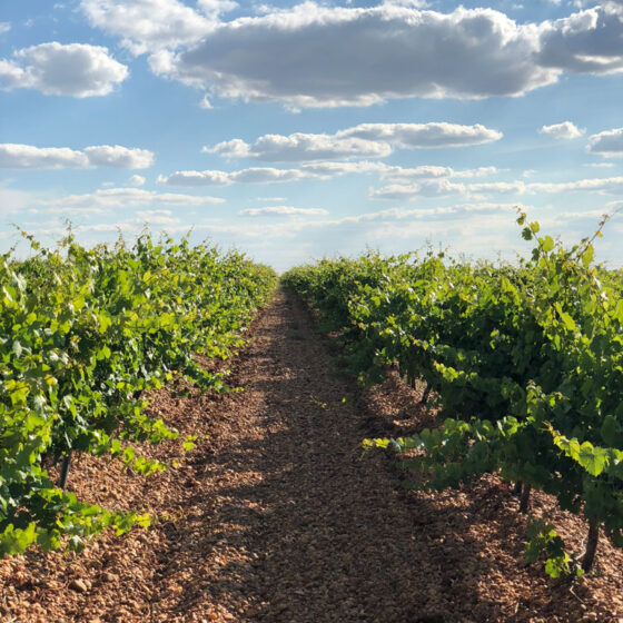 Bodega Felix Sanz. Enoturismo en Rueda Valladolid, viñedos