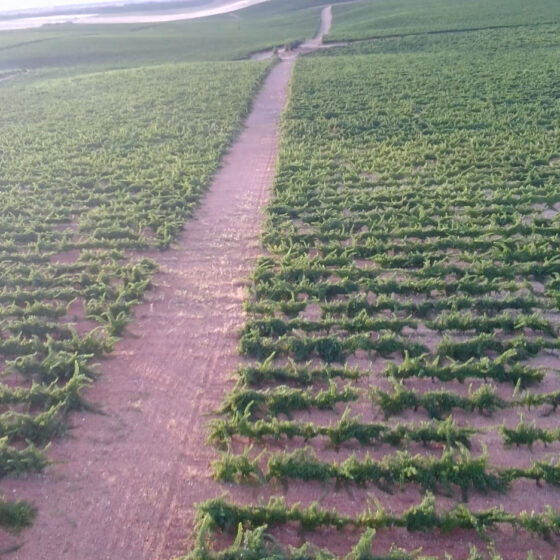 Viñedos de Bodegas Felix Sanz en Rueda