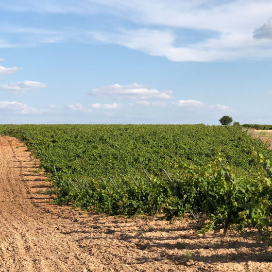 Viñedos de Bodegas Felix Sanz en Rueda